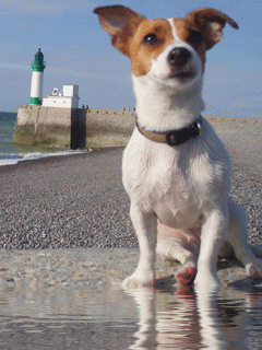 Animal Screensavers 0059